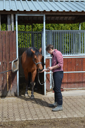 Begeleiding van Paard en Ruiter