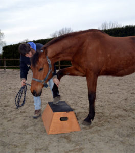 Paard op het blok leren staan