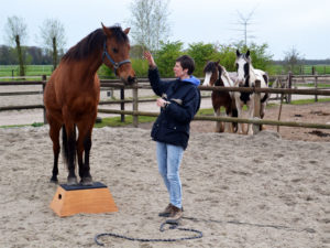 paard op het blok leren staan