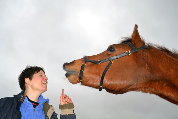 Paard Flemen leren