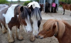 Lichaamstaal bij paarden