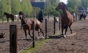 Lichaamstaal paarden