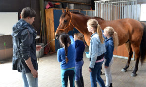 Lichaamstaal paarden uitleg