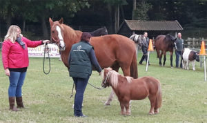 Pennydag 2016 Paardenkamp Soest