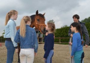 paardenworkshop