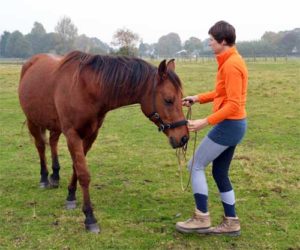 Grondwerken paard