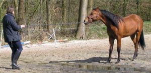 Paard geen vertrouwen