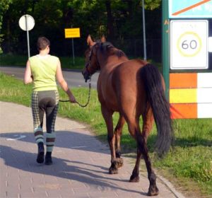 Paard met vertrouwen