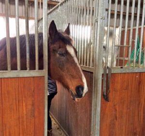 Massage gepensioneerd paard