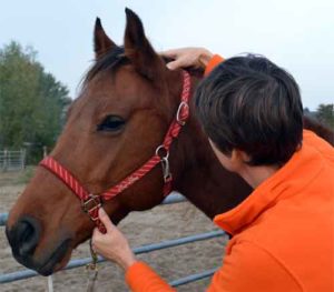 Paardenmassage