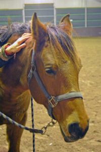 Paardenmassage ontspanning