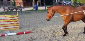 Schriktraining paard flesjes