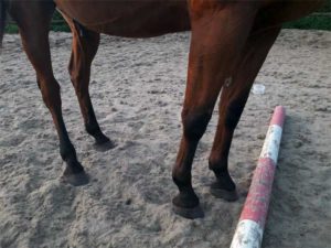 Berggeit Vrijheidsdressuur begin