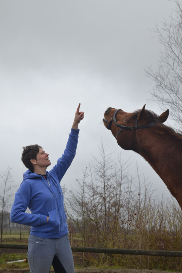 Coaching Wet van Aantrekkingskracht met paard 
