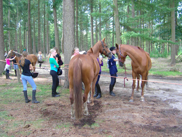 Coaching van paarden en kinderen
