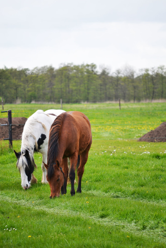 Paardenfeest