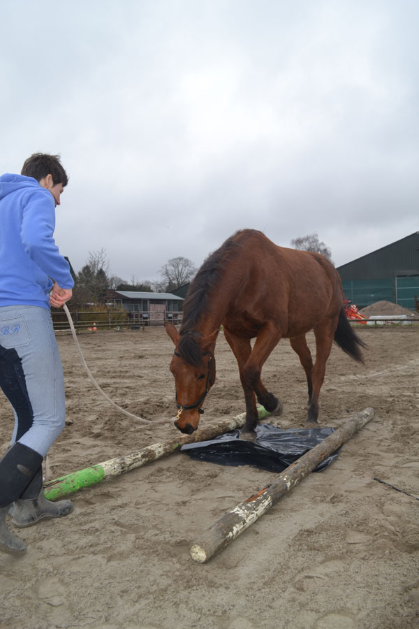 Workshop schriktraining Paard