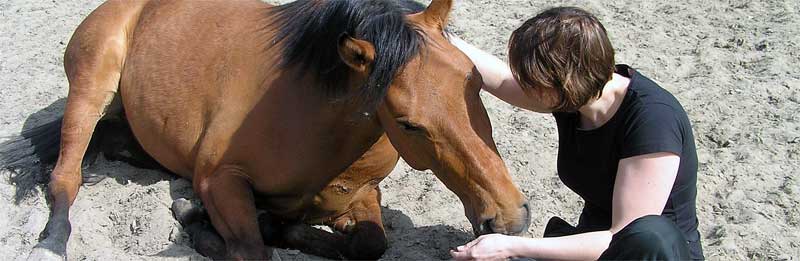 Band met je paard opbouwen Tips en Advies