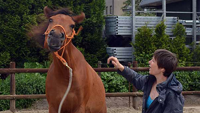 Paard nee schudden leren film met uitleg