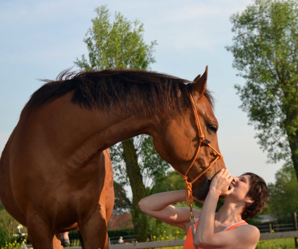 Paarden filmpjes uitleg en tips