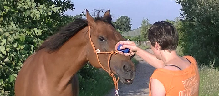 Clickeren met paarden. Tips Uitleg en Filmpjes