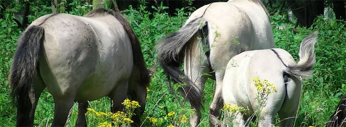 Excursie naar de Konikpaarden bij Slot Loevestein