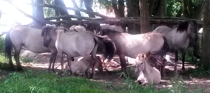 Konikpaarden kudde