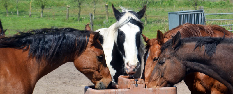 Workshop veilig omgaan met paarden en pony’s