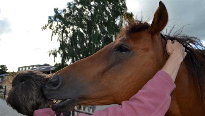 Workshop angst voor paarden overwinnen