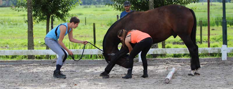 Workshop met paarden door Paardenfeest