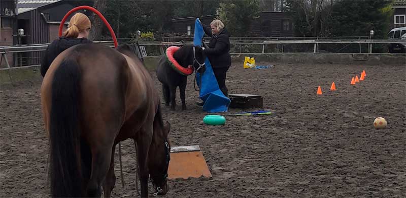 schriktraining voor paarden