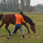 Ontspannen paard in training