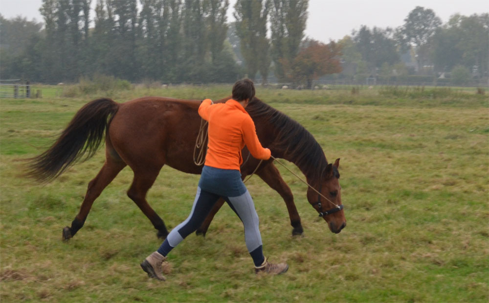 Ontspannen paard in training