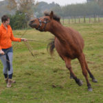 Paard met spanning