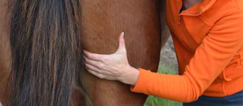 workshop leer je eigen paard masseren