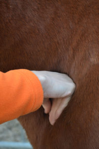Workshop massage paard