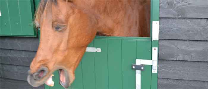 Een ontspannen paard is beter in staat om te leren, maar waarom?