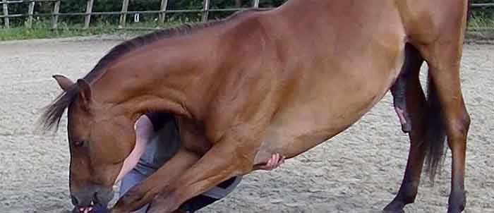 Vrijheidsdressuur risico op blessures – buiging van het paard