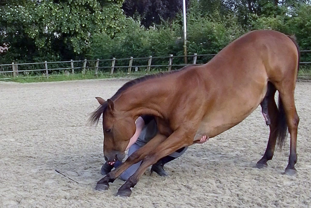 Buiging paard Vrijheidsdressuur