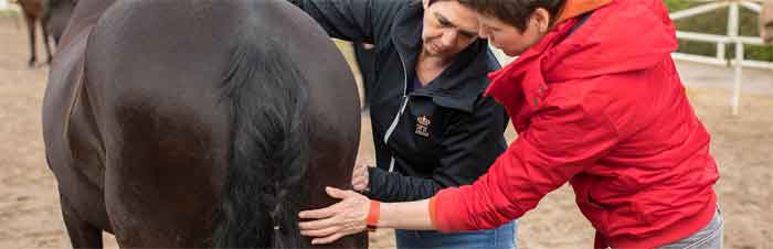 Workshop Leer je eigen Paard masseren