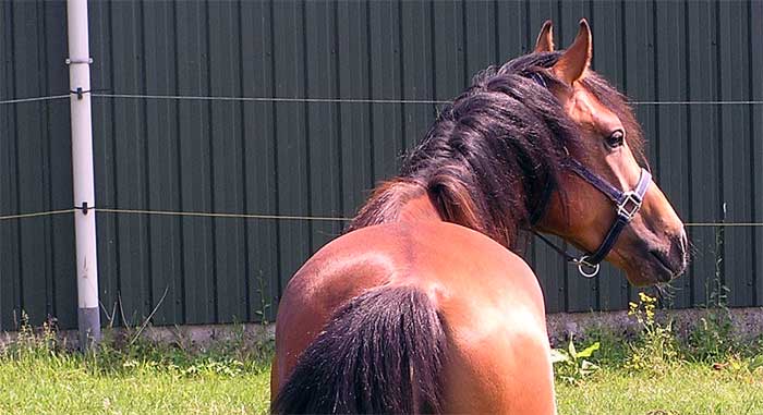 Een gespannen paard, wat kun je doen om hem te ontspannen?