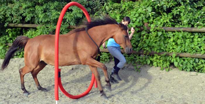 Coaching en les met paard