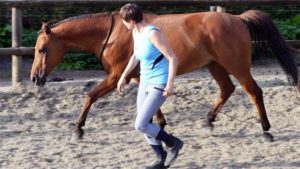 grondwerk paard les