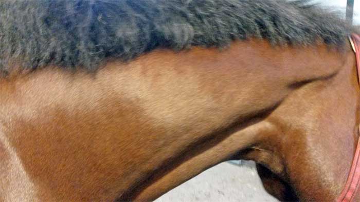 Anatomie-hals-paard-afwijking