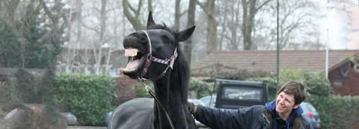 Ontspanningsmassage voor paarden