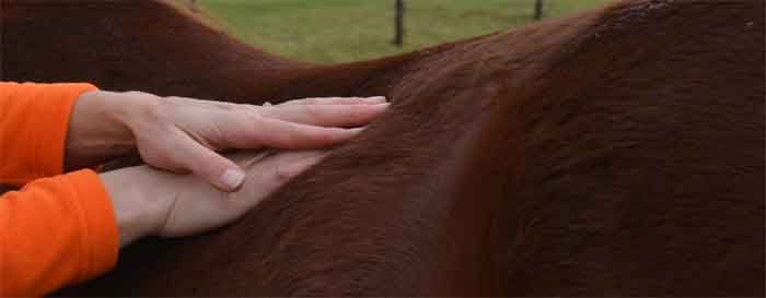 massage voor paarden