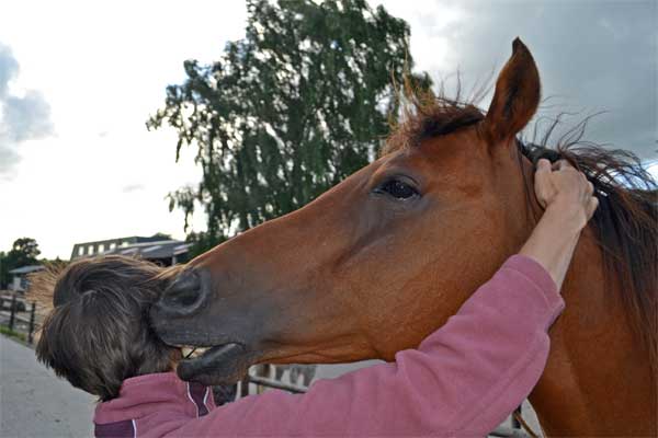 knuffel paard beloning