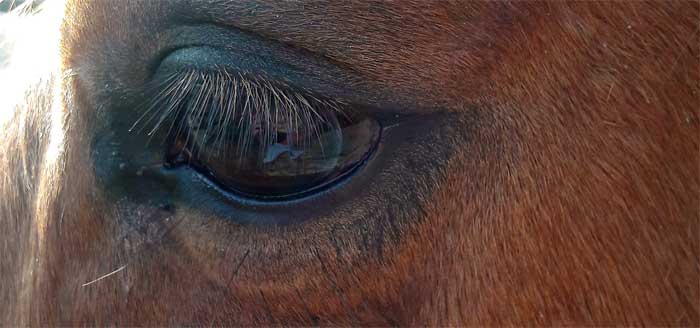 blessures bij je paard voorkomen