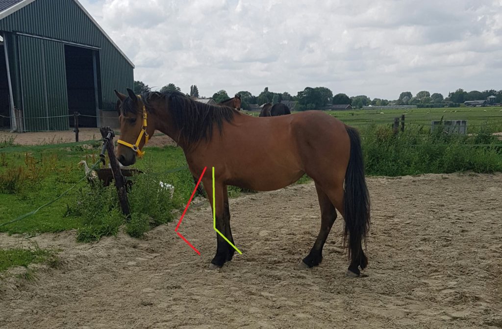 jong paard voetje geven voor