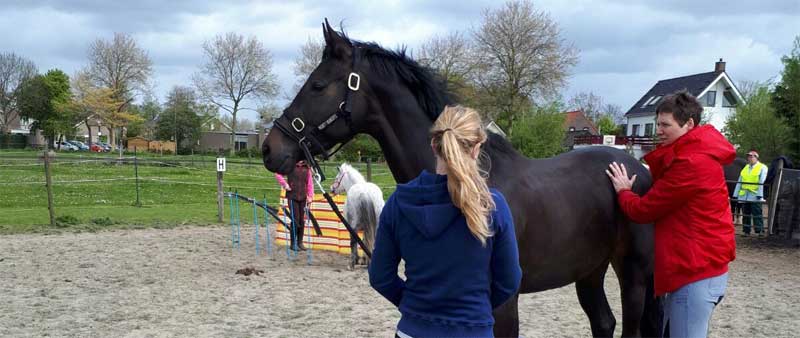 Wat mensen zeggen over Paardenfeest workshops, training en lessen